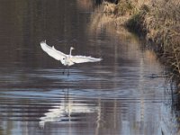 10-12-2014 Silberreiher am Pfefferfliess-7  Silberreiher am Pfefferfließ-7